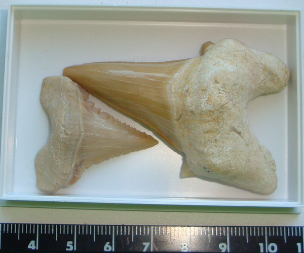 доисторическая Белая акула